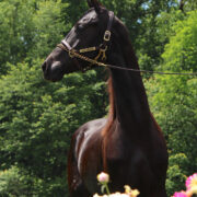SSLLC Supernova Morgan Horse