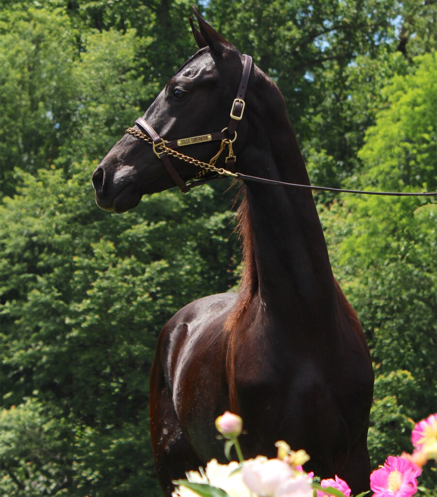 SSLLC Supernova Morgan Horse
