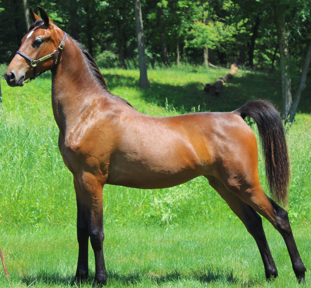 SSLLC Pardon My French morgan horse