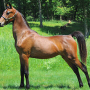 SSLLC Pardon My French morgan horse
