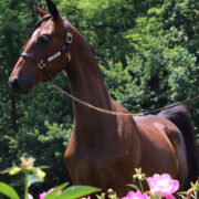SSLLC Pardon My French morgan horse