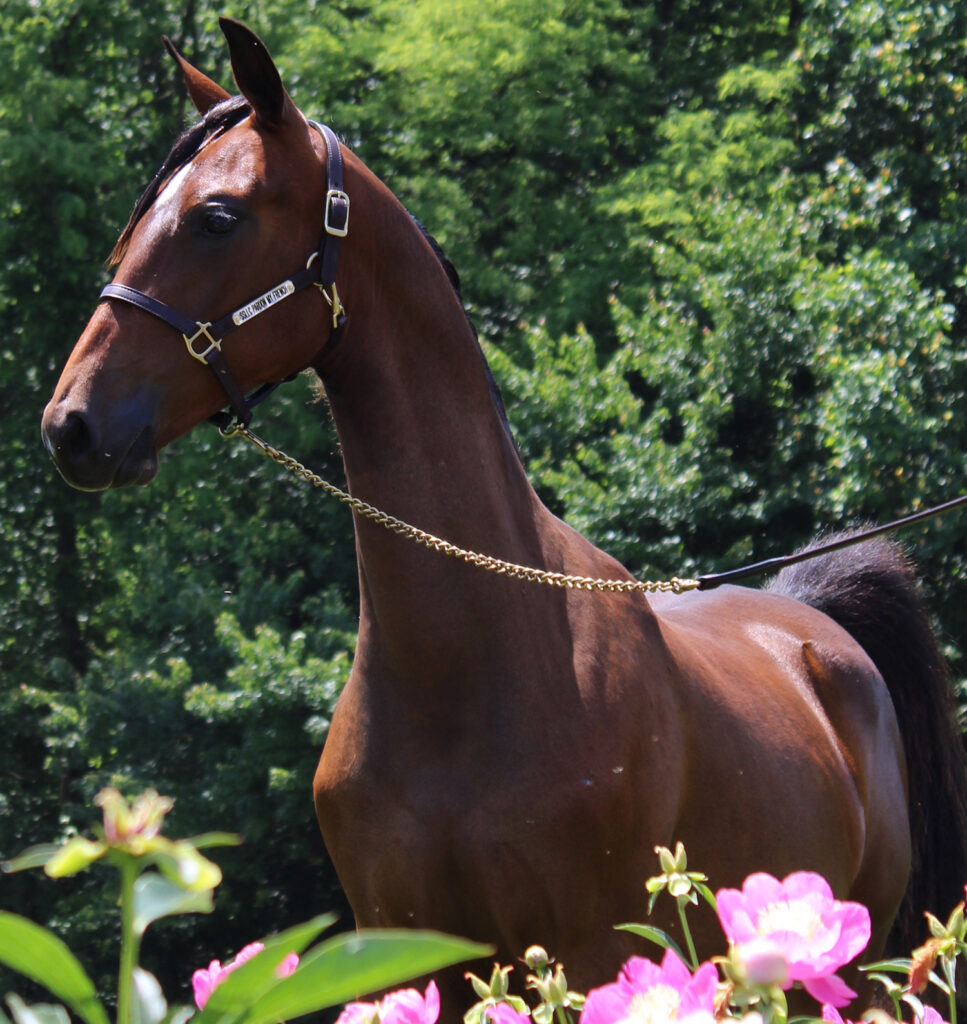 SSLLC Pardon My French morgan horse