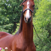 SSLLC Straight Up morgan horse