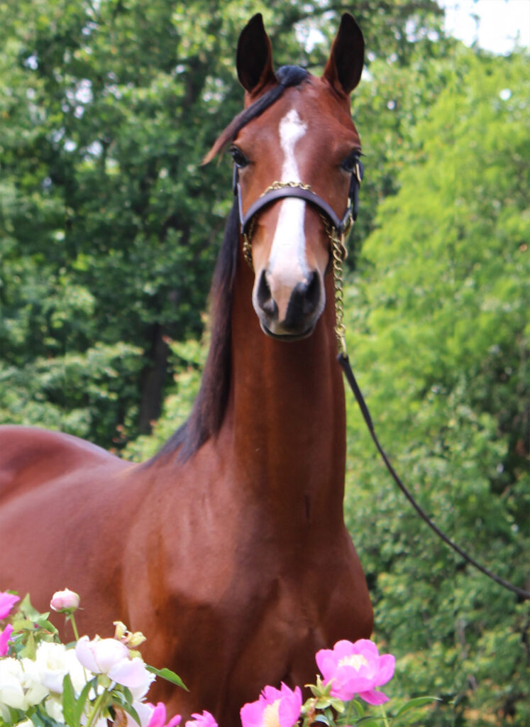 SSLLC Straight Up morgan horse