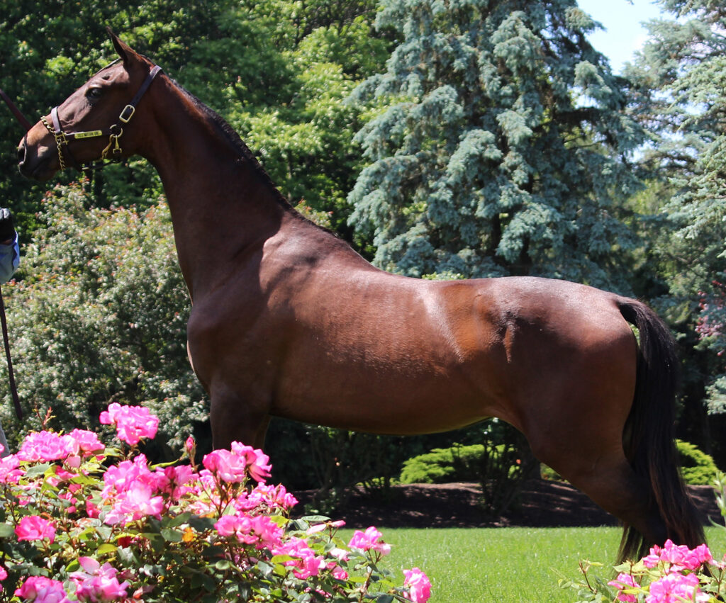 SSLLC Material Girl morgan horse