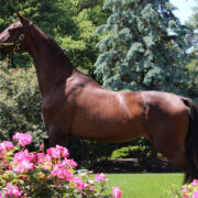 SSLLC Material Girl morgan horse