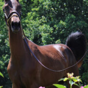 SSLLC Material Girl morgan horse