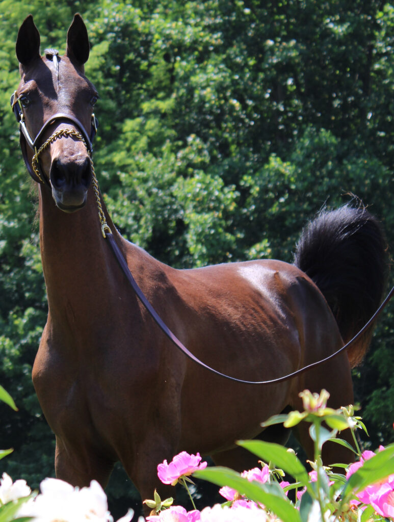 SSLLC Material Girl morgan horse