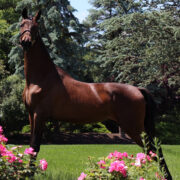 SSLLC Material Girl morgan horse
