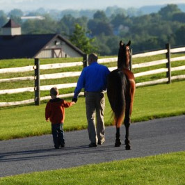 family walking a morgan horse at the stables