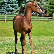 SSLLC Toxic Morgan Horse