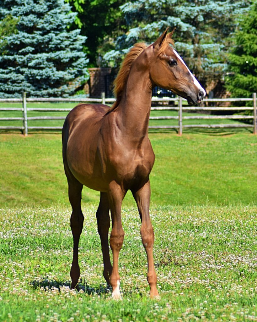 SSLLC Toxic Morgan Horse