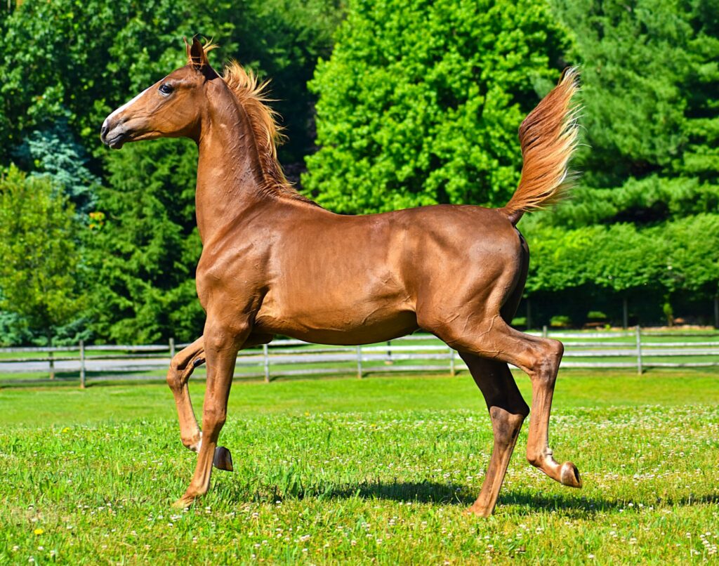 SSLLC Toxic Morgan Horse