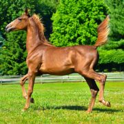 SSLLC Toxic Morgan Horse