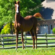 SSLLC Toxic Morgan Horse