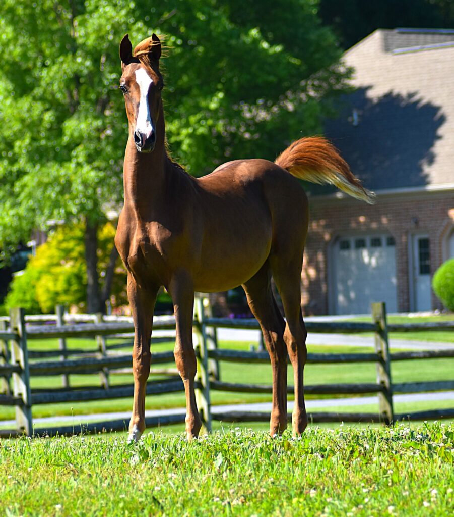 SSLLC Toxic Morgan Horse