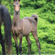 2024 morgan horse foal - SSLC Beethoven