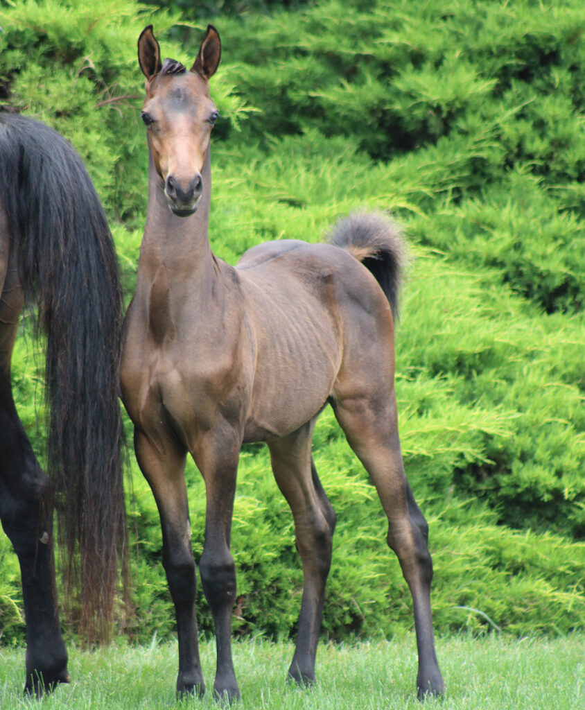 2024 morgan horse foal - SSLC Beethoven