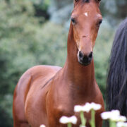 2024 morgan horse foal - SSLC Nirvana