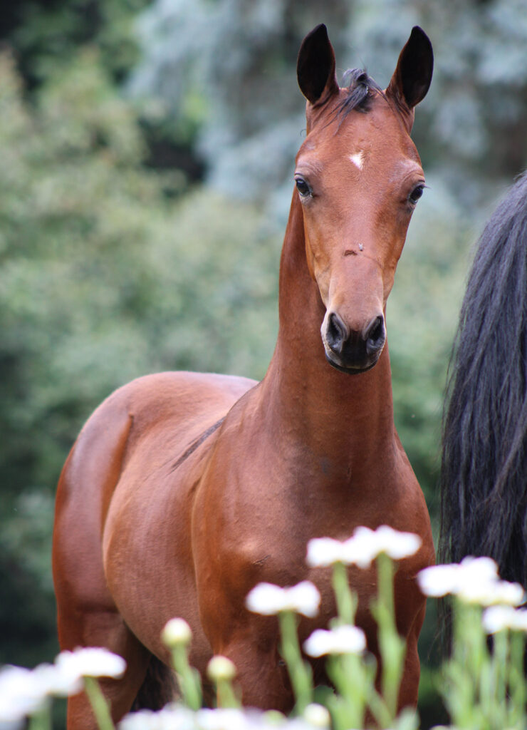 2024 morgan horse foal - SSLC Nirvana