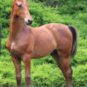 2024 morgan horse foal - SSLC Nirvana