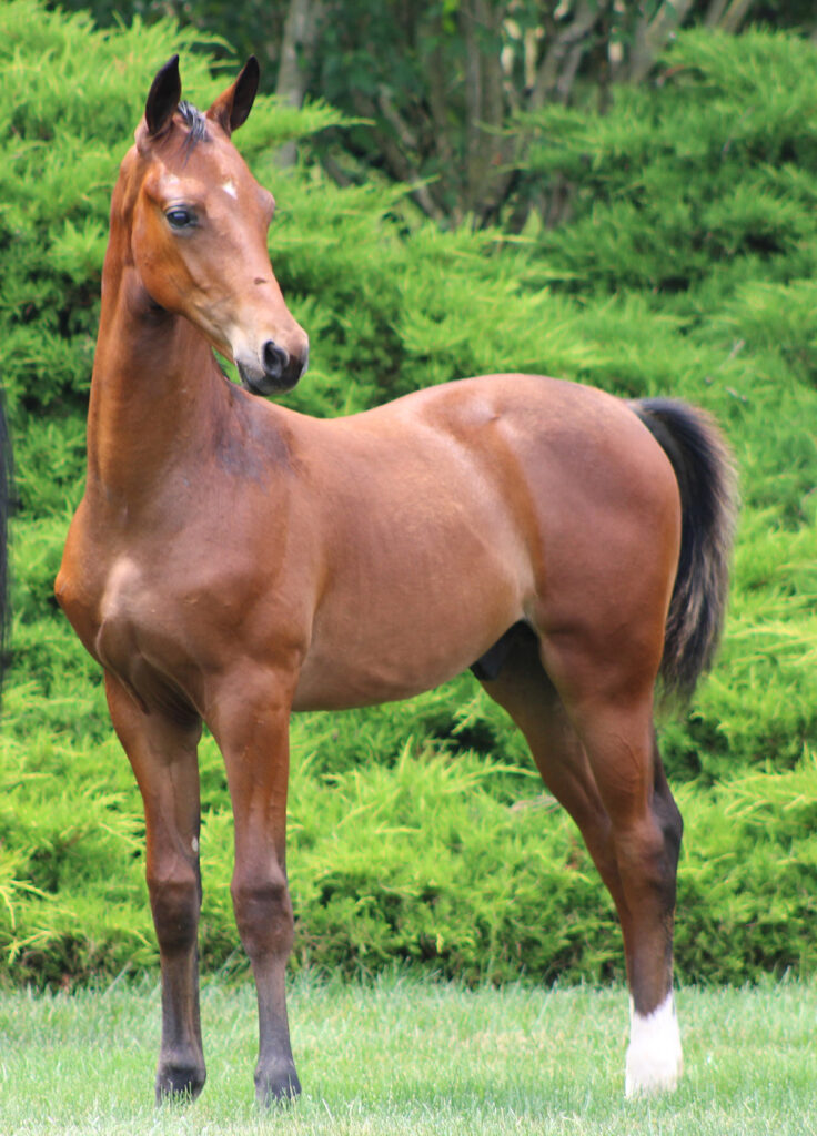 2024 morgan horse foal - SSLC Nirvana