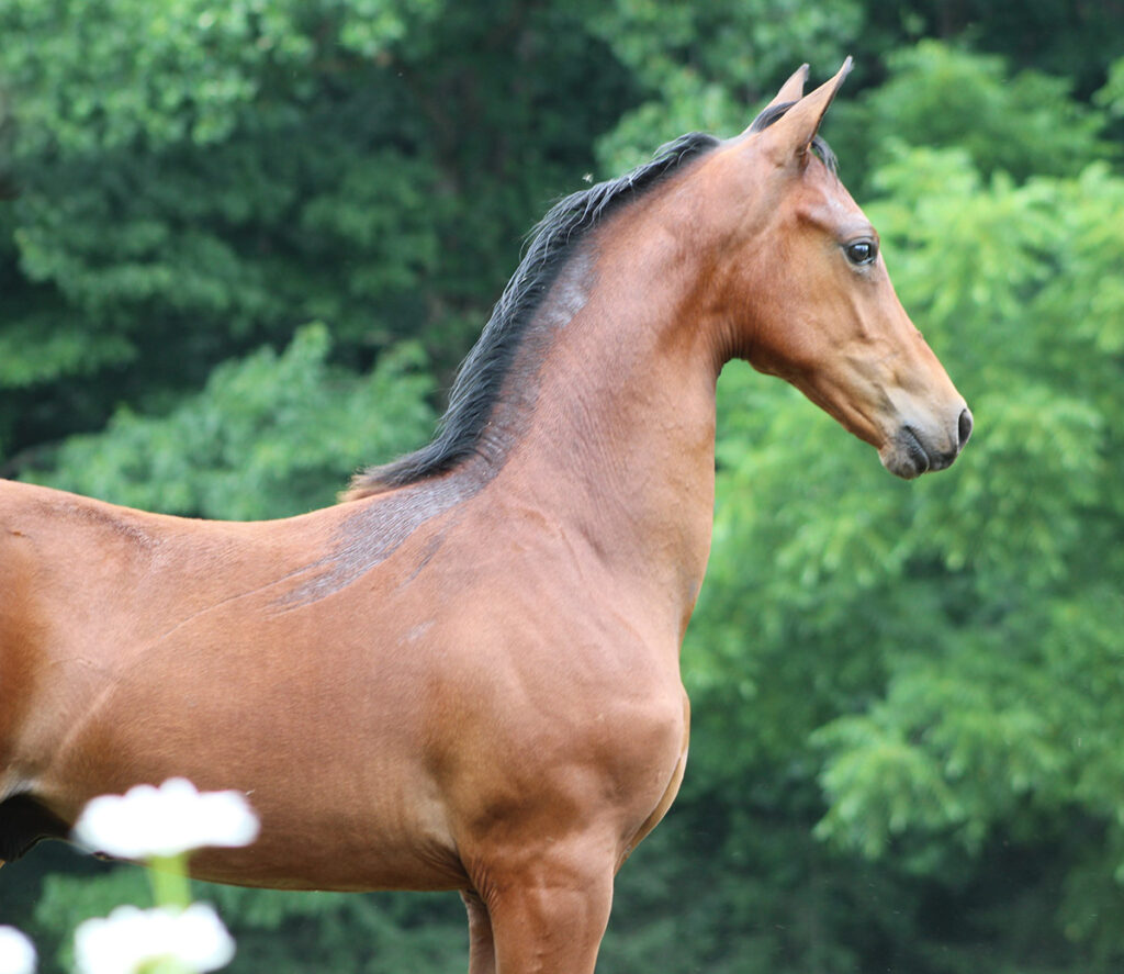 2024 morgan horse foal - SSLC Nirvana