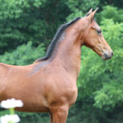 2024 morgan horse foal - SSLC Nirvana