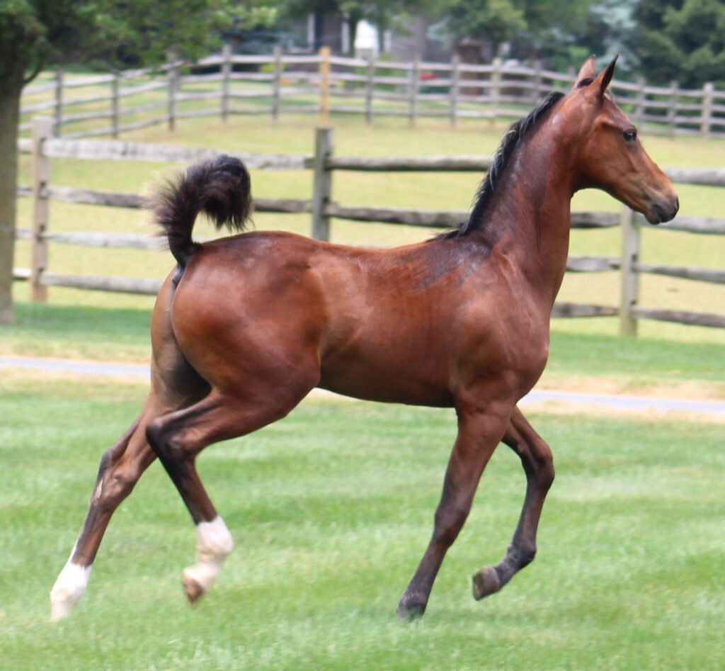 2024 morgan horse foal - SSLC Nirvana