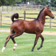 2024 morgan horse foal - SSLC Nirvana
