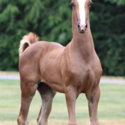 2024 morgan horse foal - SSLC Madonna