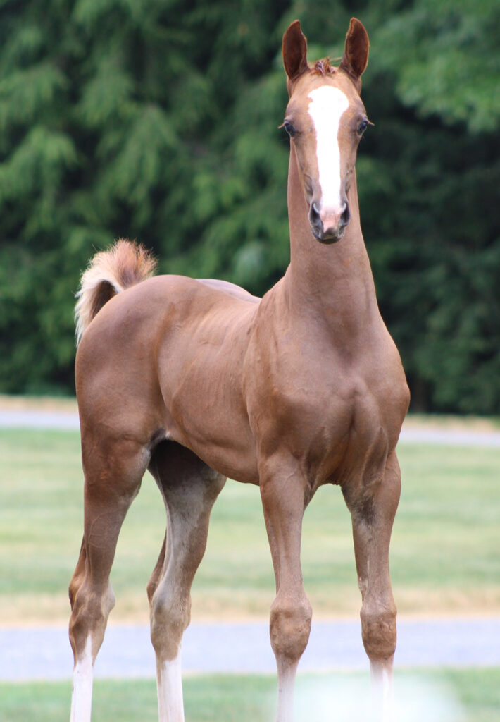 2024 morgan horse foal - SSLC Madonna