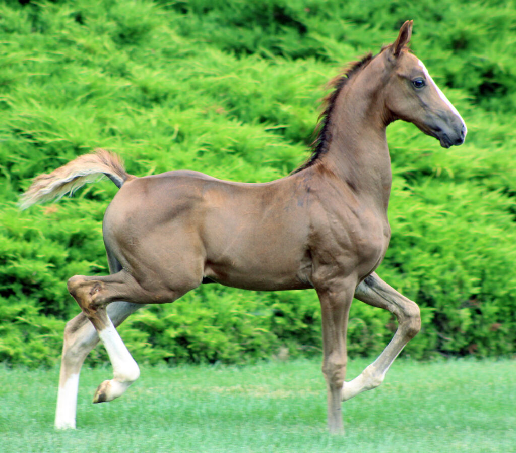 2024 morgan horse foal - SSLC Madonna