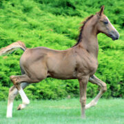 2024 morgan horse foal - SSLC Madonna