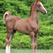 2024 morgan horse foal - SSLC Madonna