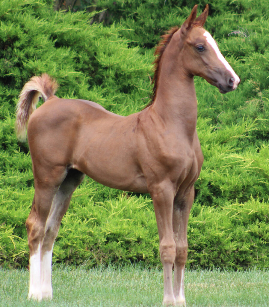 2024 morgan horse foal - SSLC Madonna