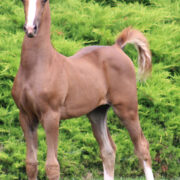 2024 morgan horse foal - SSLC Madonna