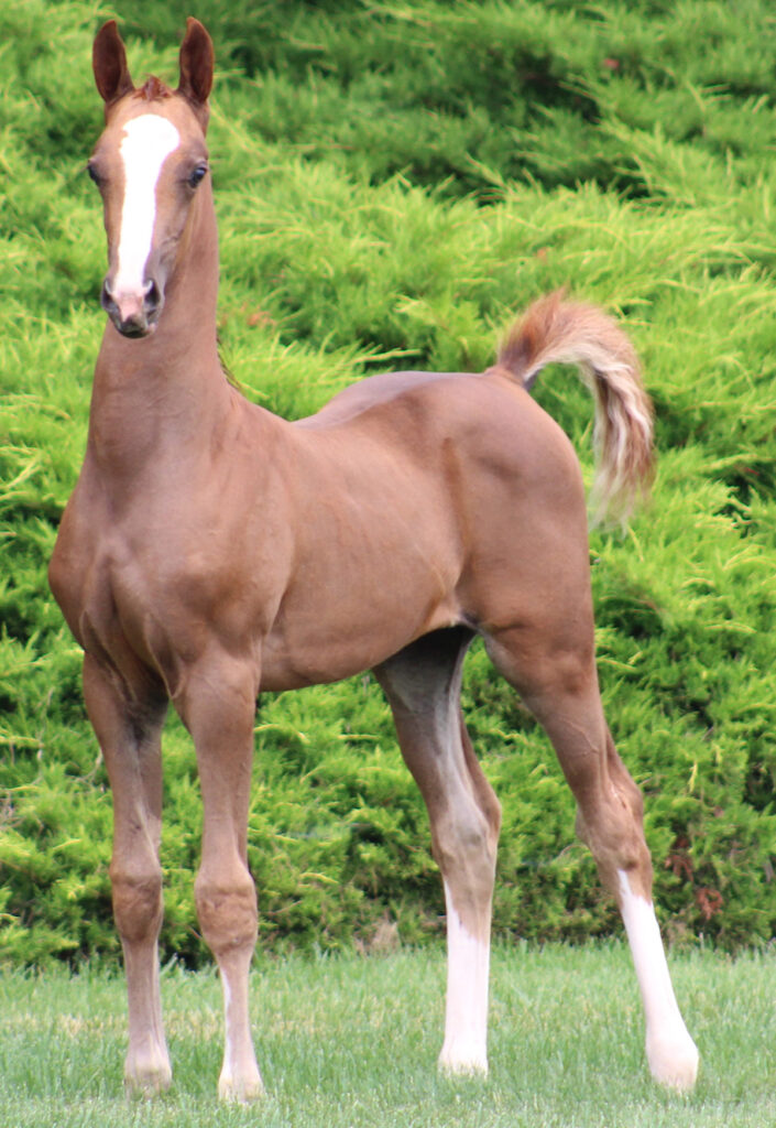 2024 morgan horse foal - SSLC Madonna
