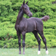 2024 morgan horse foal - SSLC Mozart