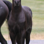 2024 morgan horse foal - SSLC Mozart