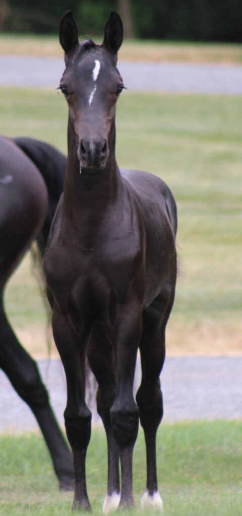 2024 morgan horse foal - SSLC Mozart