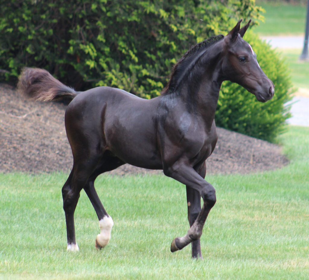 2024 morgan horse foal - SSLC Mozart