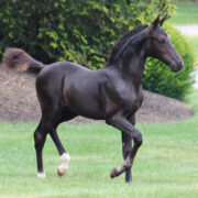2024 morgan horse foal - SSLC Mozart