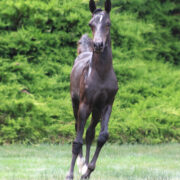 2024 morgan horse foal - SSLC Mozart