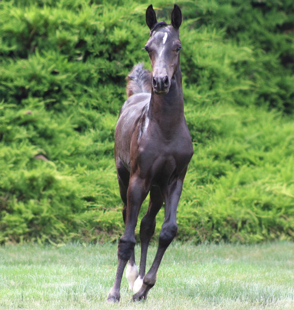 2024 morgan horse foal - SSLC Mozart
