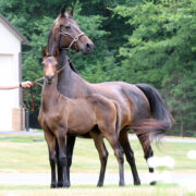 2024 morgan horse foal - SSLC Beethoven