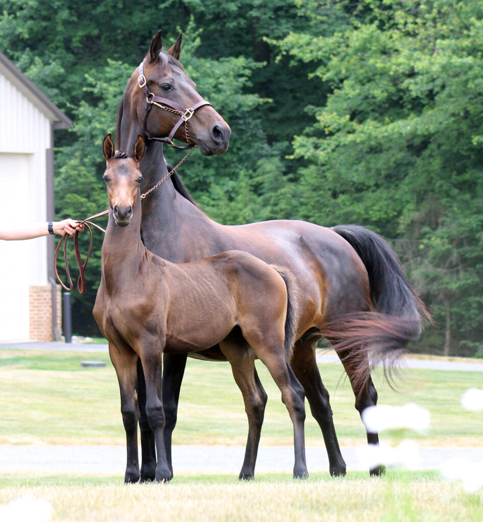 2024 morgan horse foal - SSLC Beethoven
