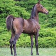 2024 morgan horse foal - SSLC Beethoven