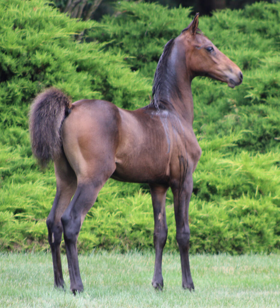 2024 morgan horse foal - SSLC Beethoven