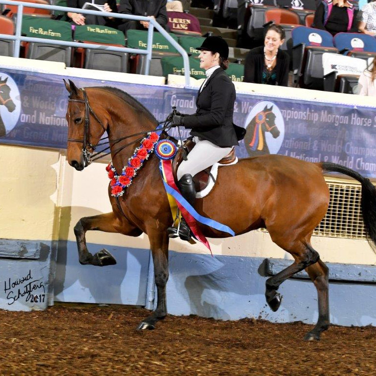Champion morgan horse with rider